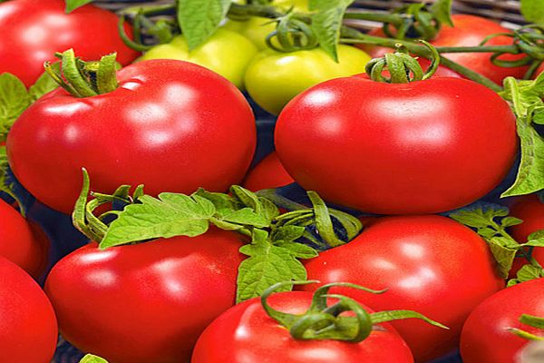 Description of the tomato variety Bolivar F1, its characteristics and yield