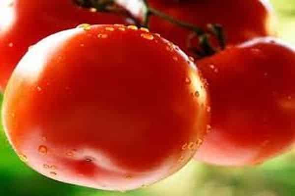 watering a tomato