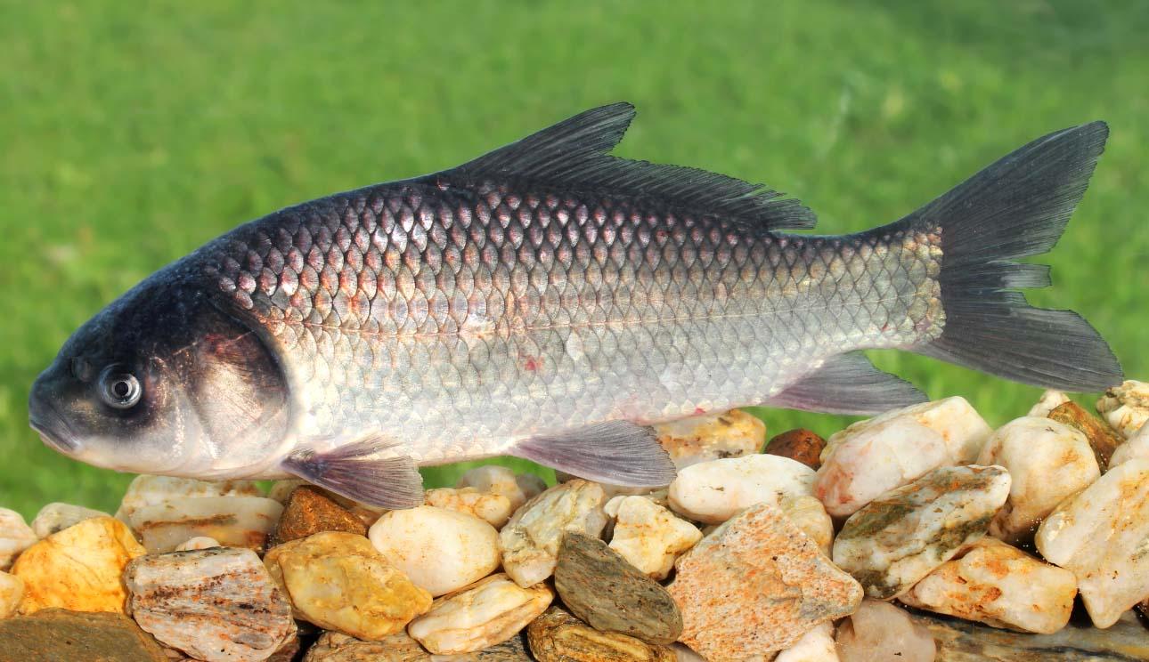 poisson buffle