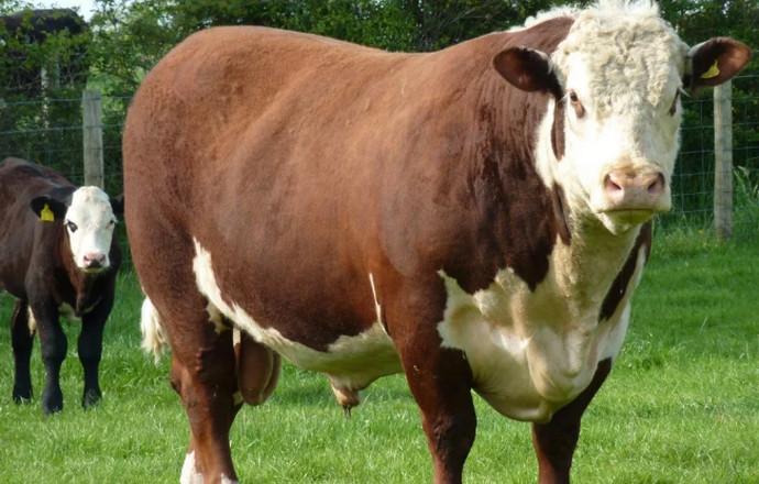 Plemeno Hereford