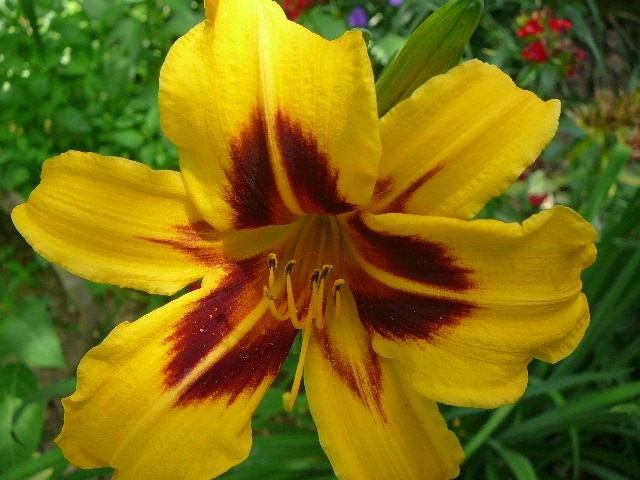 hemerocallis no jardim 