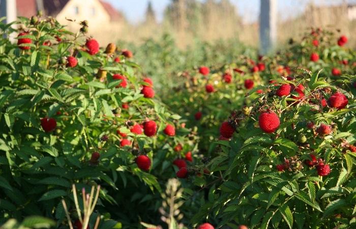 reife Himbeeren 