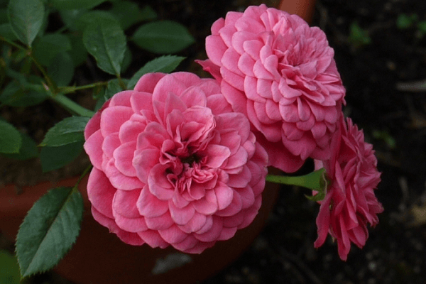 bordure rose