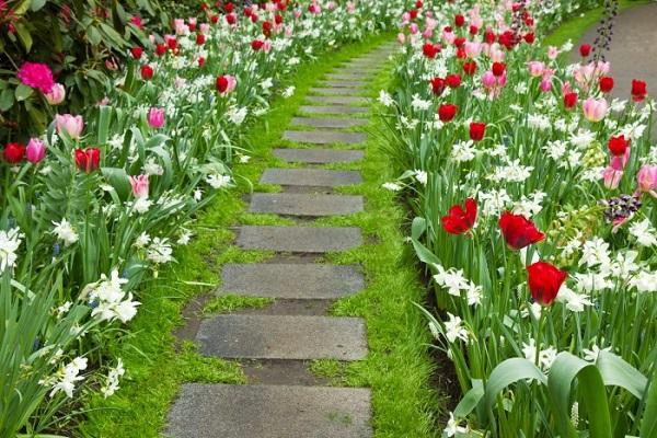 Blumen auf den Wegen 