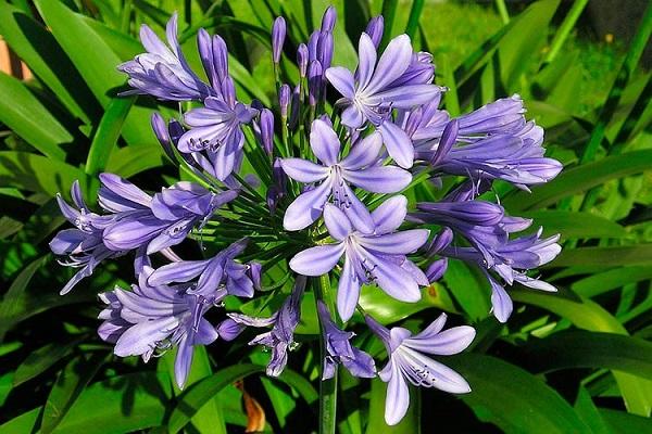 fialový Agapanthus