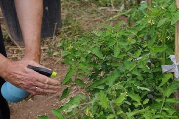 microfertilizantes para tomates