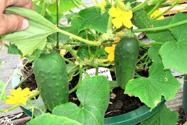 bee-pollinated cucumber