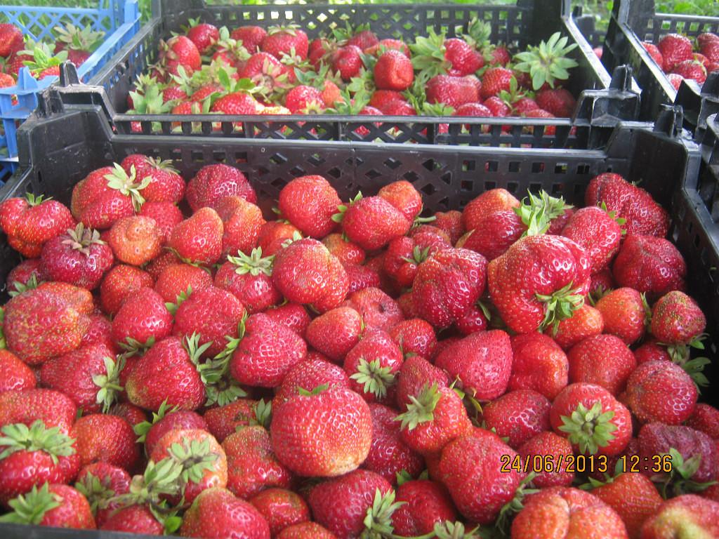 borovitskaya strawberry