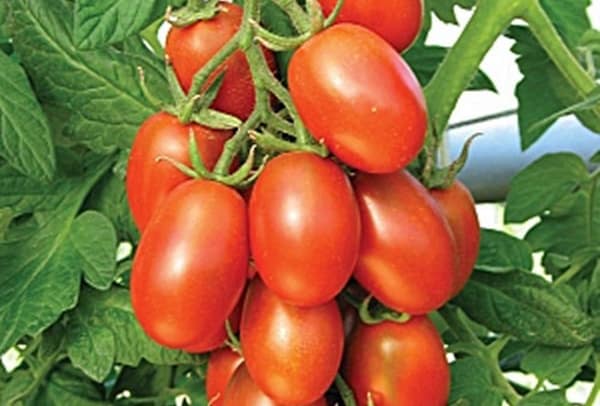 matador tomatoes