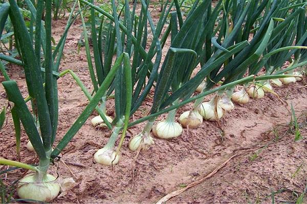 cebollas en el jardin 