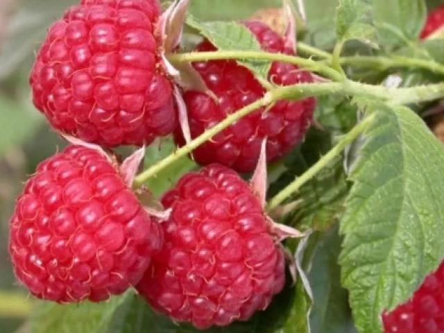 Brigantine raspberry