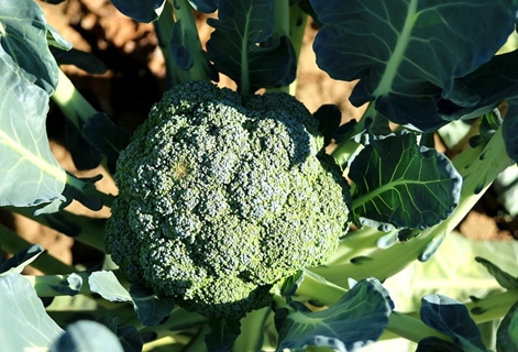 brokolice v otevřeném terénu