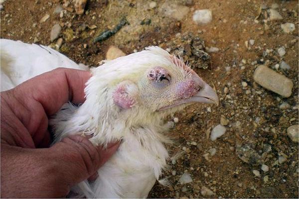 aspergilosis del pollo de engorde 