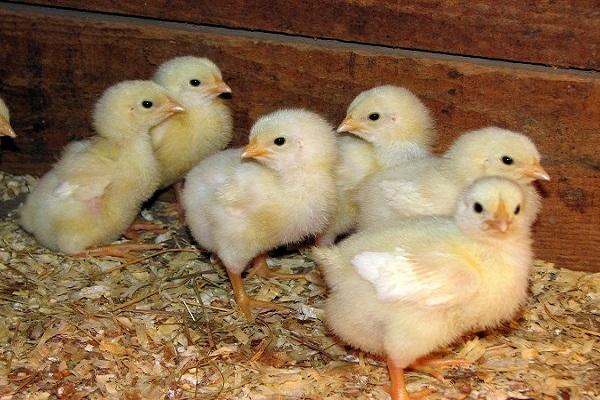 chicken breeding