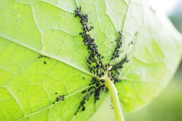 colonie d'insectes