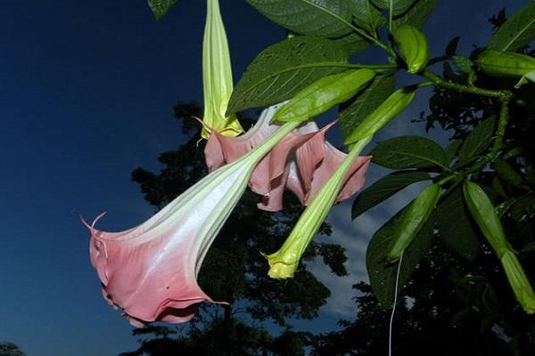 blomstrer om natten 