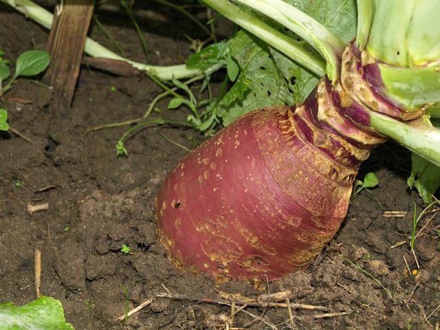 zrela rutabaga