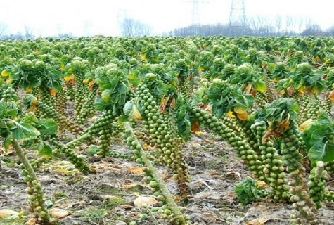 cabbage field 