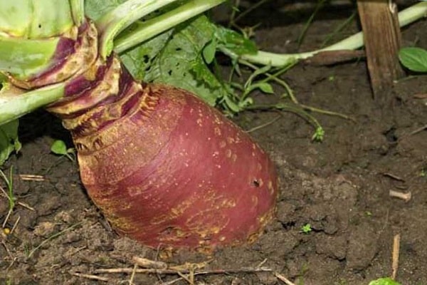 péče o rutabaga