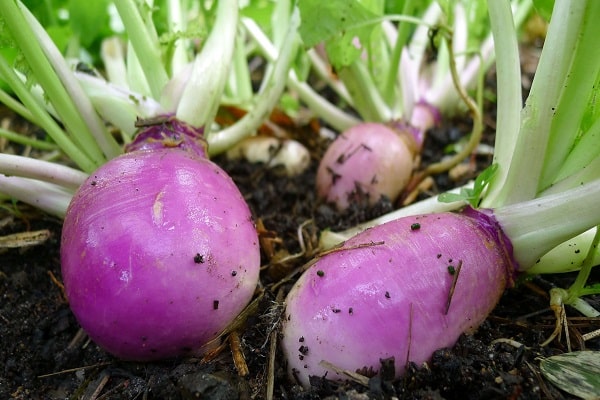 variétés de rutabaga