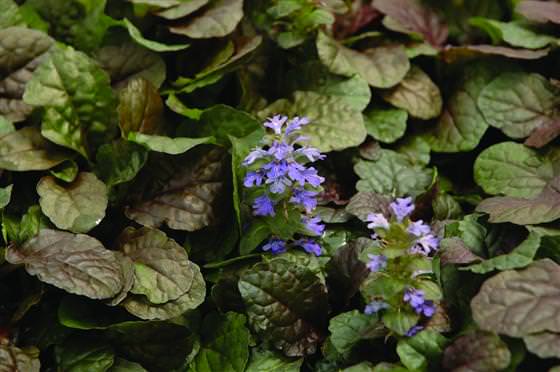 Blumen im Garten 