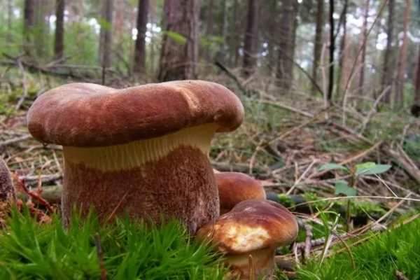 prase houba v lese 
