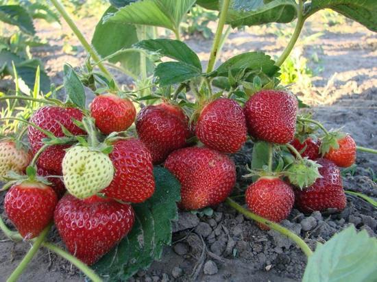 symphonie de fraises