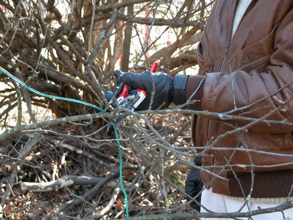 bush pruning 