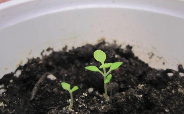 Propagation by seeds