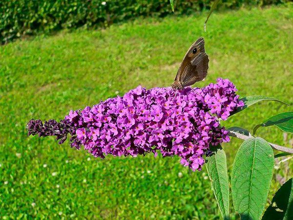 Border Beauty