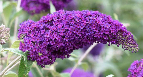 Buddleia knop