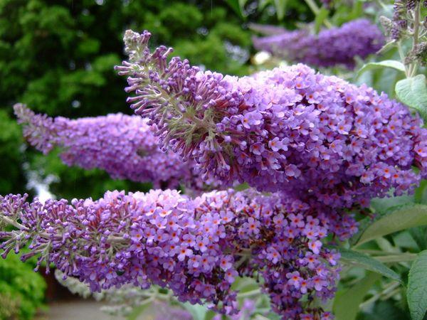 Lilac Budleya