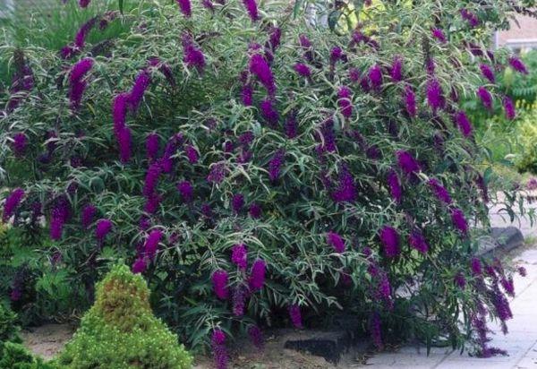 Busk med blomster