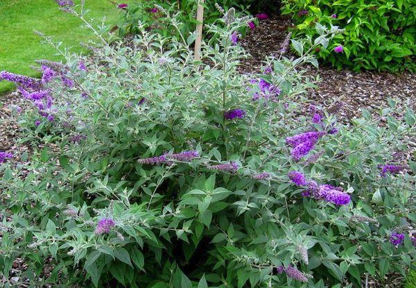 Wintering buddleia