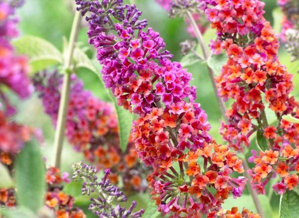 Tříbarevná Buddleia