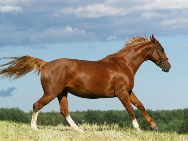 Budyonnovský kůň