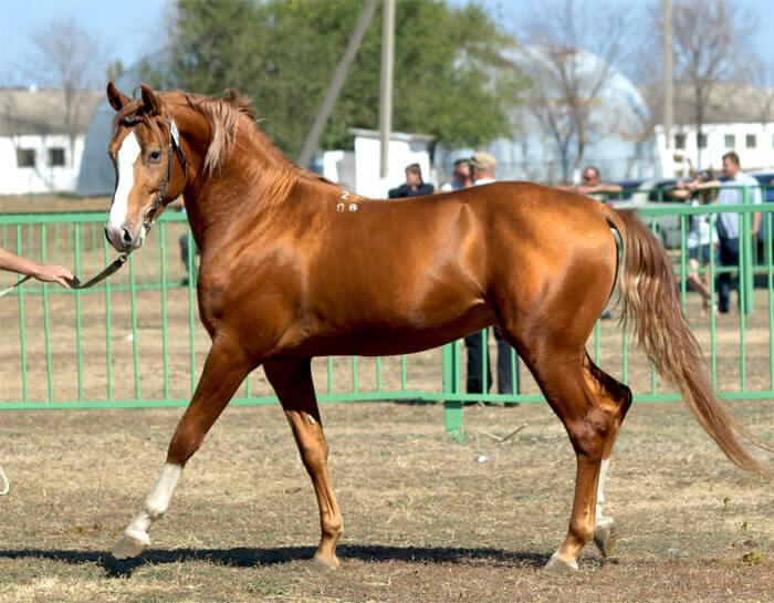 Budenovsky-paard