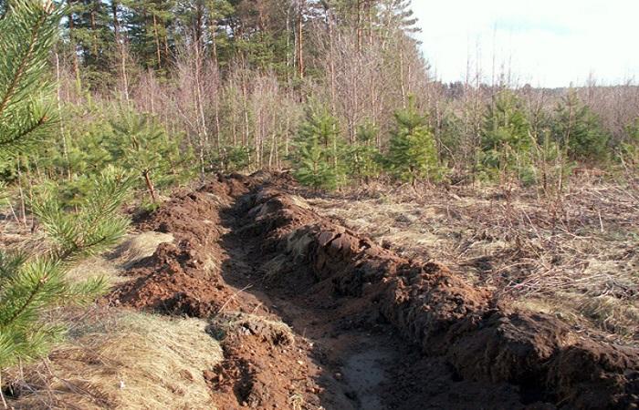 sloot in het bos 