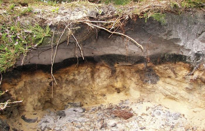 podzolized soils 