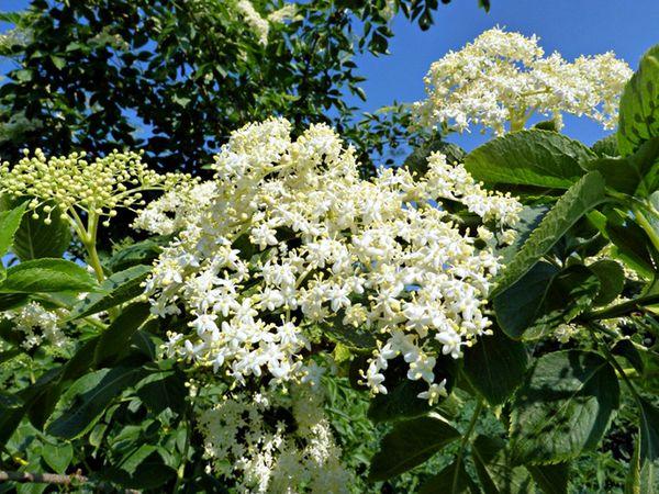 vlierbessen bloemen