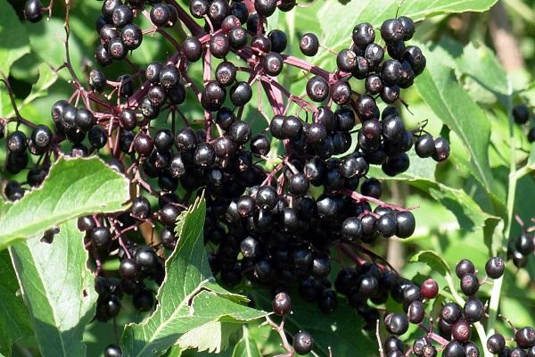 Brombeeren 