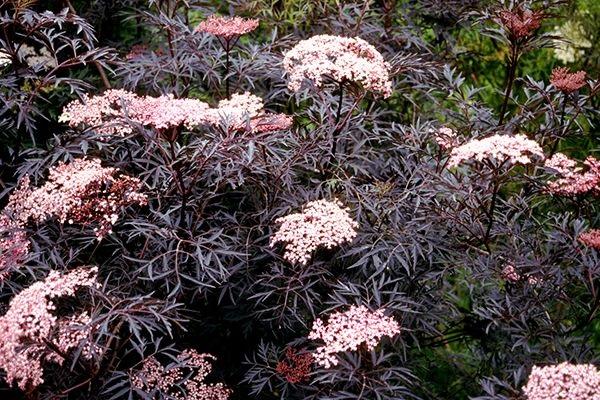 pink bush 