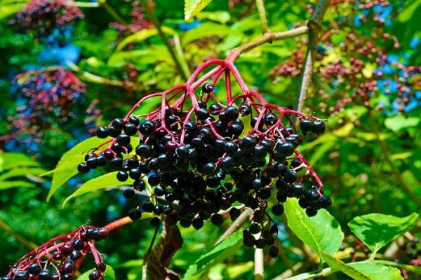 sekumpulan elderberry 