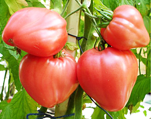 harvest on a branch