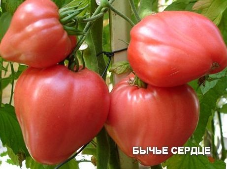 volské srdce rajče v zahradě