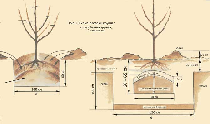 planter une poire