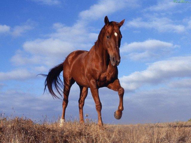 um lindo cavalo