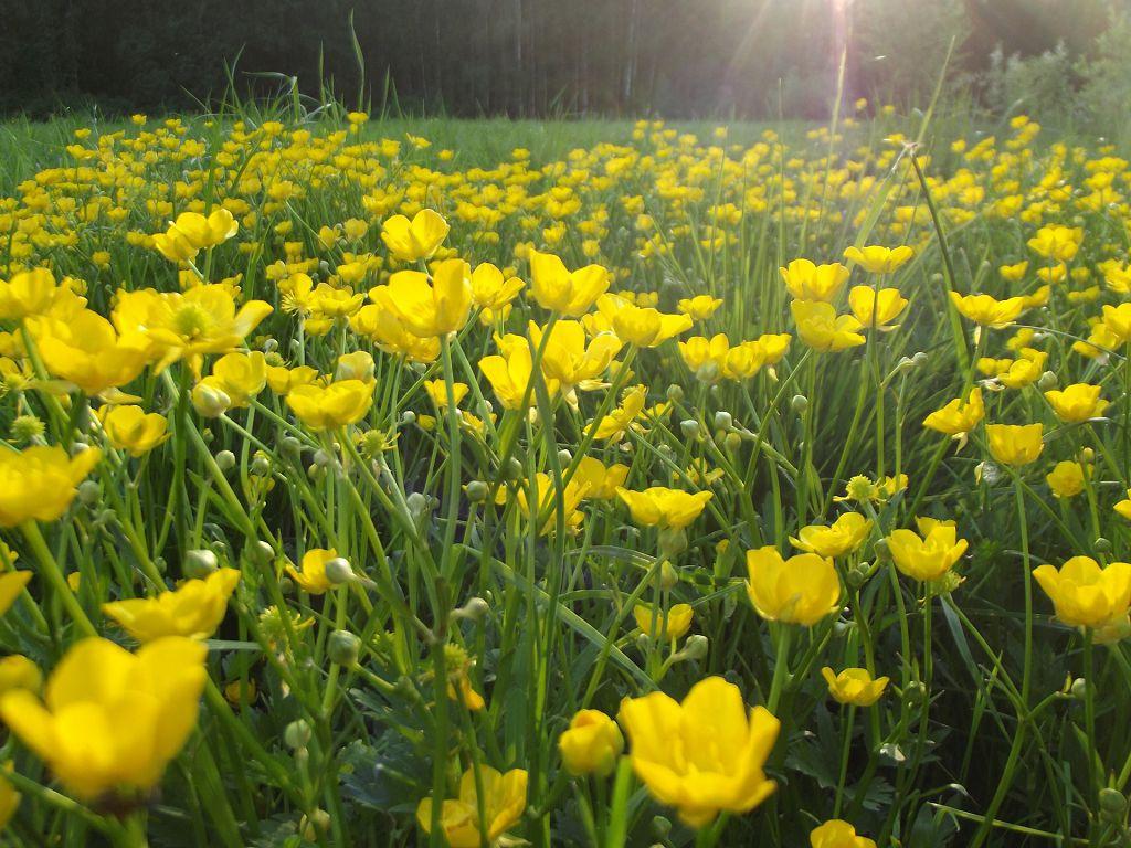 Sayan garden buttercups