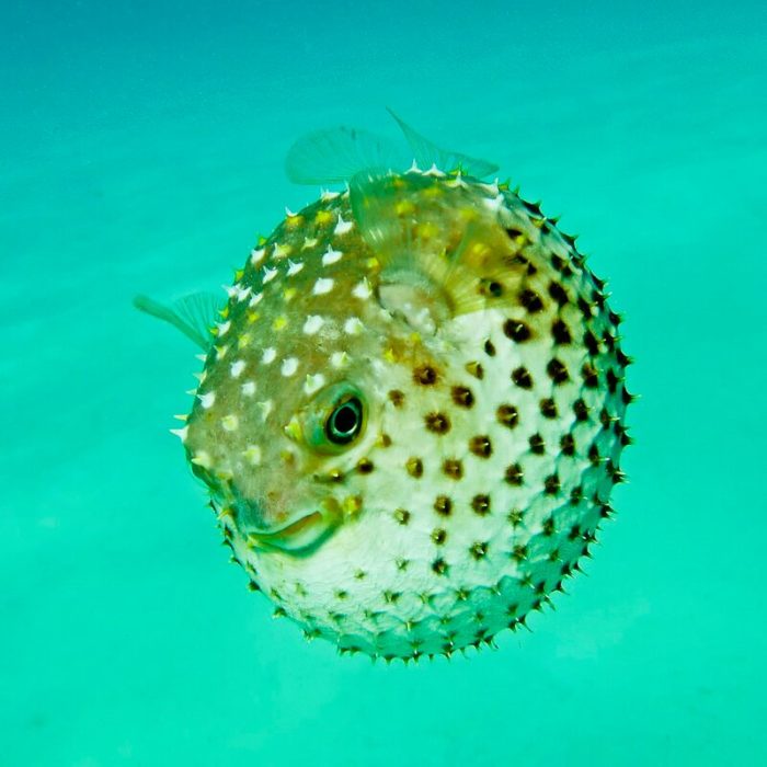 Ball fish