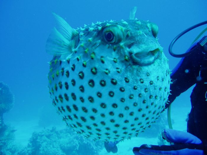 Ball fish in water